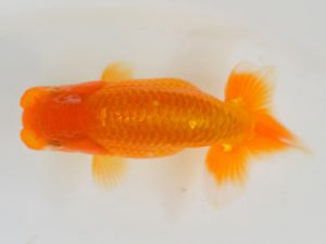 埼玉らんちう会 脇行司一　高梨　馨　川越市