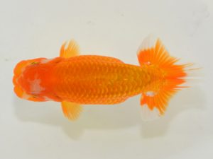 埼玉らんちう会 脇行司二　山中静郎　久喜市