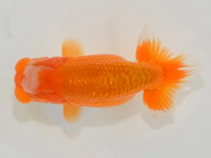 埼玉らんちう会　西大関　今井茂男　さいたま市