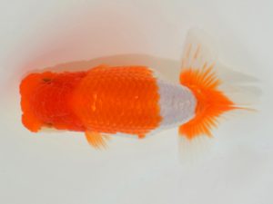 埼玉らんちう会　取締一　山口辰也　久喜市