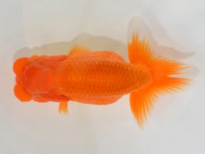 埼玉らんちう会　取締二　馬場明栄　伊奈町