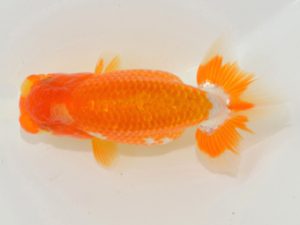 埼玉らんちう会 東関脇　直井重男　ふじみ野市