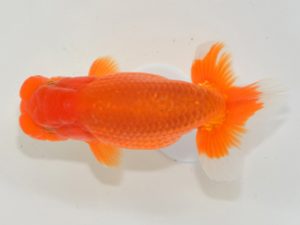 埼玉らんちう会 西関脇　田巻洋一郎　さいたま市