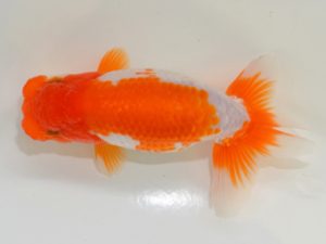 埼玉らんちう会 東小結　山口辰也　久喜市