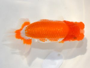 埼玉らんちう会　研究会　西大関　渡辺　仁