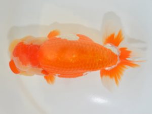 埼玉らんちう会　東大関　山口辰也　久喜市