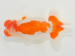 埼玉らんちう会　西大関　菅間京一　川越市