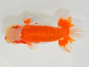 埼玉らんちう会　立行司　本山隆史　桶川市