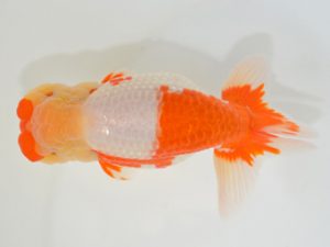 埼玉らんちう会　取締一　菅間京一　川越市