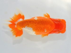 埼玉らんちう会　研究会　立行司　直井重男