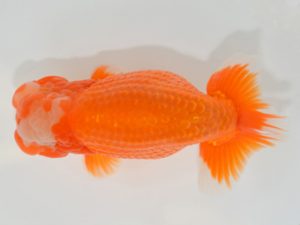 埼玉らんちう会　東大関　今成雄一　久喜市