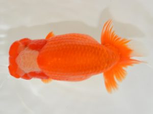 埼玉らんちう会　西大関　渡辺　仁　久喜市