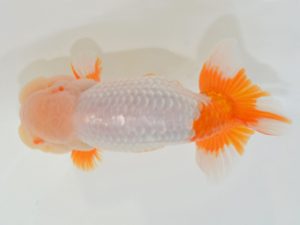 埼玉らんちう会　立行司　山中静郎　久喜市