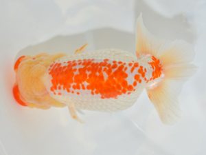 埼玉らんちう会　取締二　山口辰也　久喜市