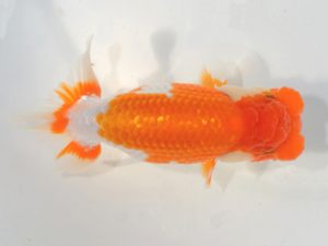 埼玉らんちう会　研究会　取締一　水澤文彦