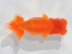 埼玉らんちう会　研究会　取締二　水澤文彦