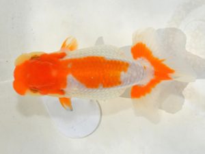 埼玉らんちう会 研究会 東関脇　田巻洋一郎