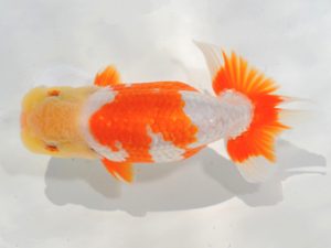 埼玉らんちう会 研究会 西関脇　山中静郎