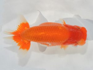 埼玉らんちう会 研究会 東小結　直井重男