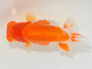 埼玉らんちう会 研究会 西小結　本山隆史