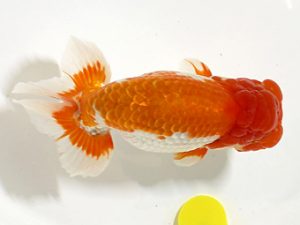 讃岐らんちゅう愛好会　立行司　南堀満良　香川