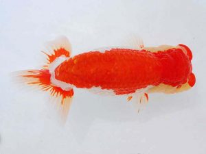 錦蘭会　東大関　宮本富生　徳島