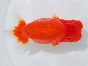 西部本部 勧進元一　八木廣光　糸島