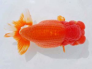 西部本部 勧進元二　篠原勝志　守口