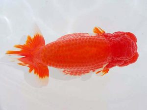 西部本部 行司一　浦田智和　熊本