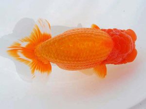 西部本部 行司二　中島健一郎　浅口