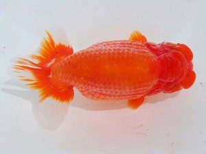 西部本部 行司三　大原　正　岡山