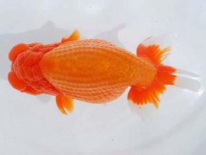 西部本部 脇行司一　三上博教　倉敷