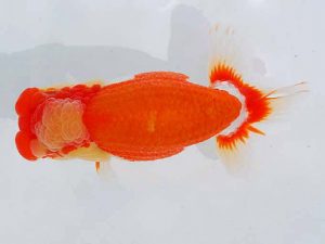 西部本部 脇行司二　西口武志　羽曳野