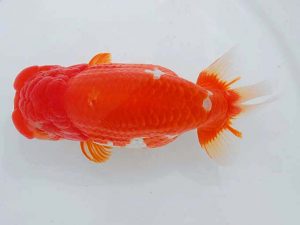 錦蘭会　西大関　徳力洋一　枚方