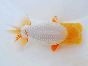 錦蘭会　立行司　中島健一郎　浅口