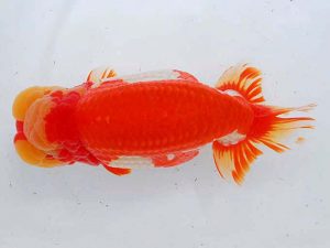 錦蘭会　東取締　徳力洋一　枚方