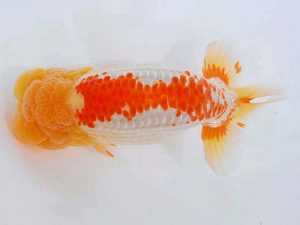 錦蘭会　西取締　東　秀明　糸島