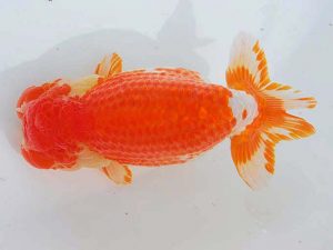 西部本部 東関脇　浦田智和　熊本