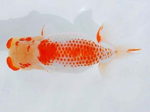 西部本部 西関脇　加藤弘志　倉敷