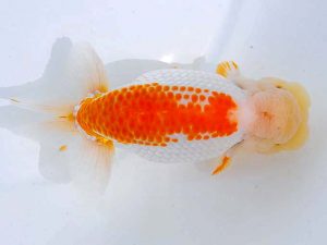 西部本部 東小結　加藤弘志　倉敷