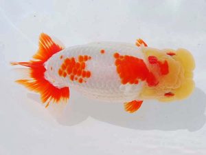 西部本部 西小結　加藤弘志　倉敷