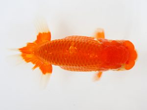 下関観魚会　西大関　太田黒正雄　熊蘭会