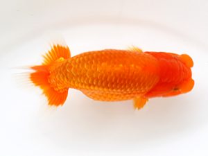 下関観魚会　立行司　大樂裕司　下関