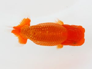 下関観魚会　東取締　堀谷博之　下関