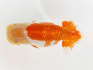 下関観魚会　西取締　宮本一幸　大分