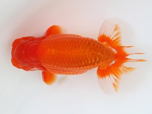 下関観魚会　東大関　真島恵介　鳥栖みやき