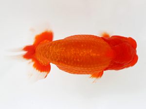 下関観魚会　西大関　本田　響　フリー