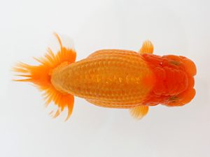 下関観魚会　立行司　柴　克能　下関