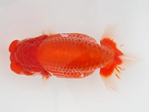 下関観魚会　西取締　中林隆雄　下関