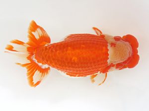 下関観魚会　立行司　清水正雄　広島